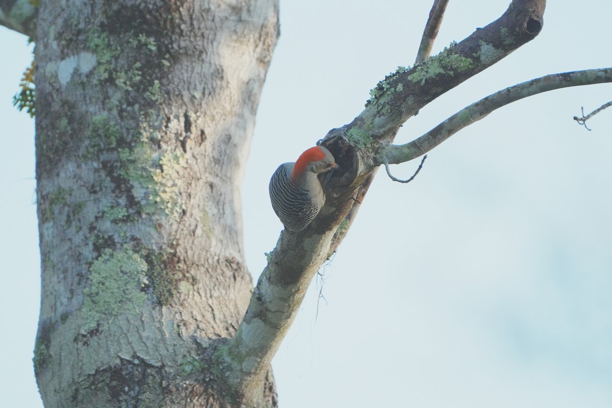 Red-bellied Woodpecker - ML628130893