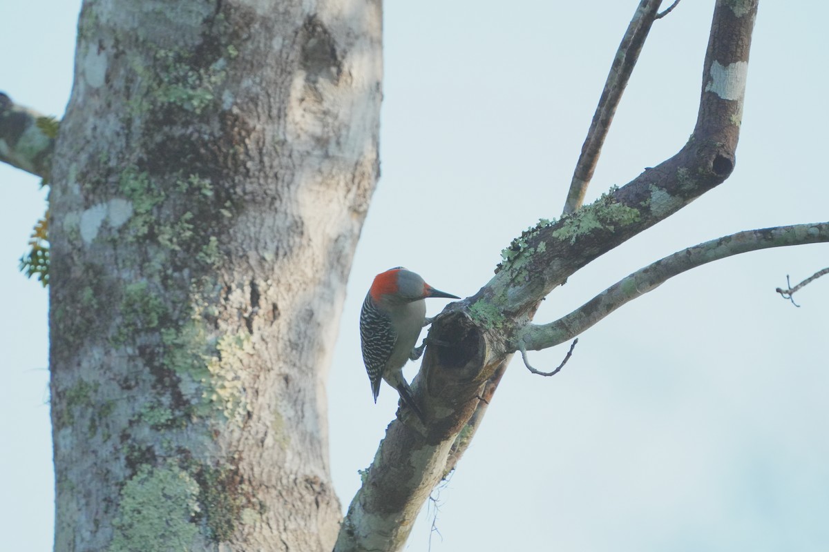 Red-bellied Woodpecker - ML628130894