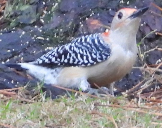 Red-bellied Woodpecker - ML628130923