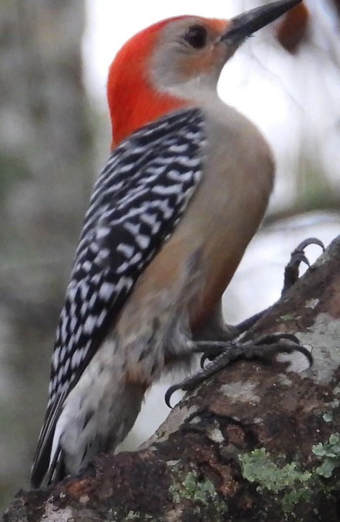 Red-bellied Woodpecker - ML628130924