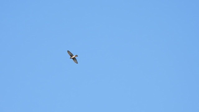 White-eyed Buzzard - ML628131010