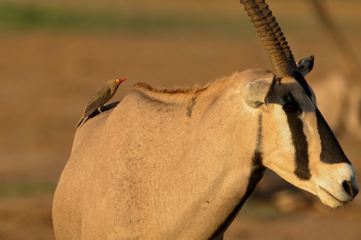 Red-billed Oxpecker - ML628131040