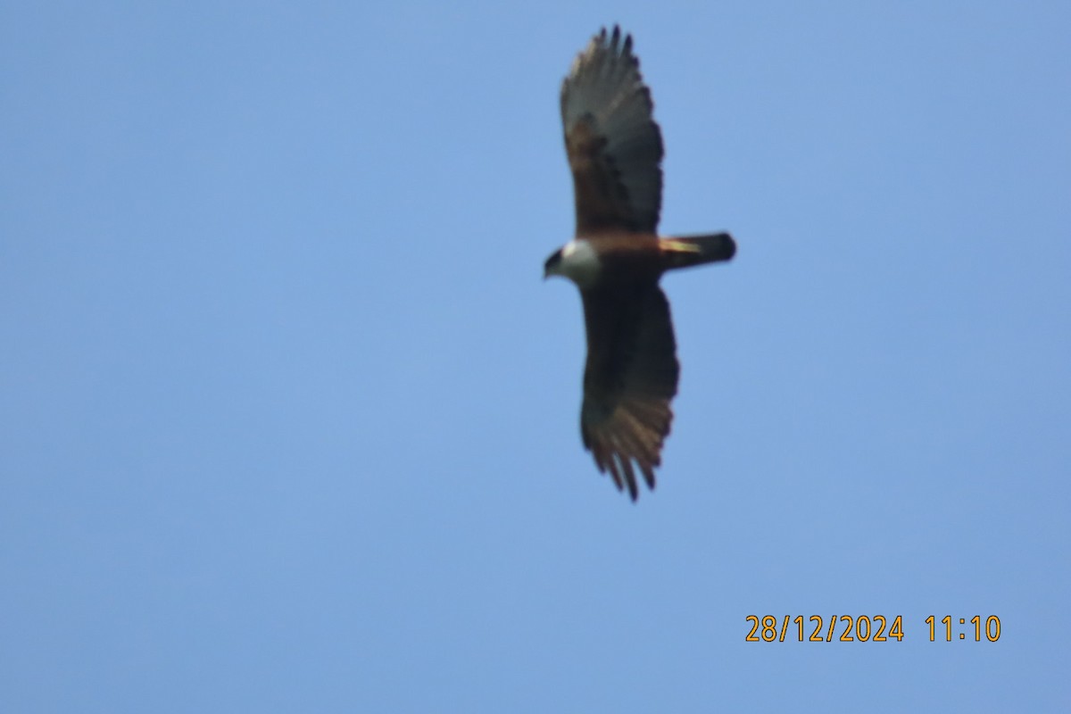 Rufous-bellied Eagle - ML628131046