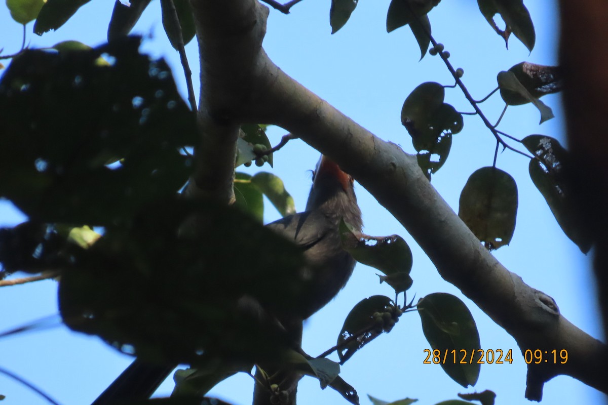 Malabar Gray Hornbill - ML628131056