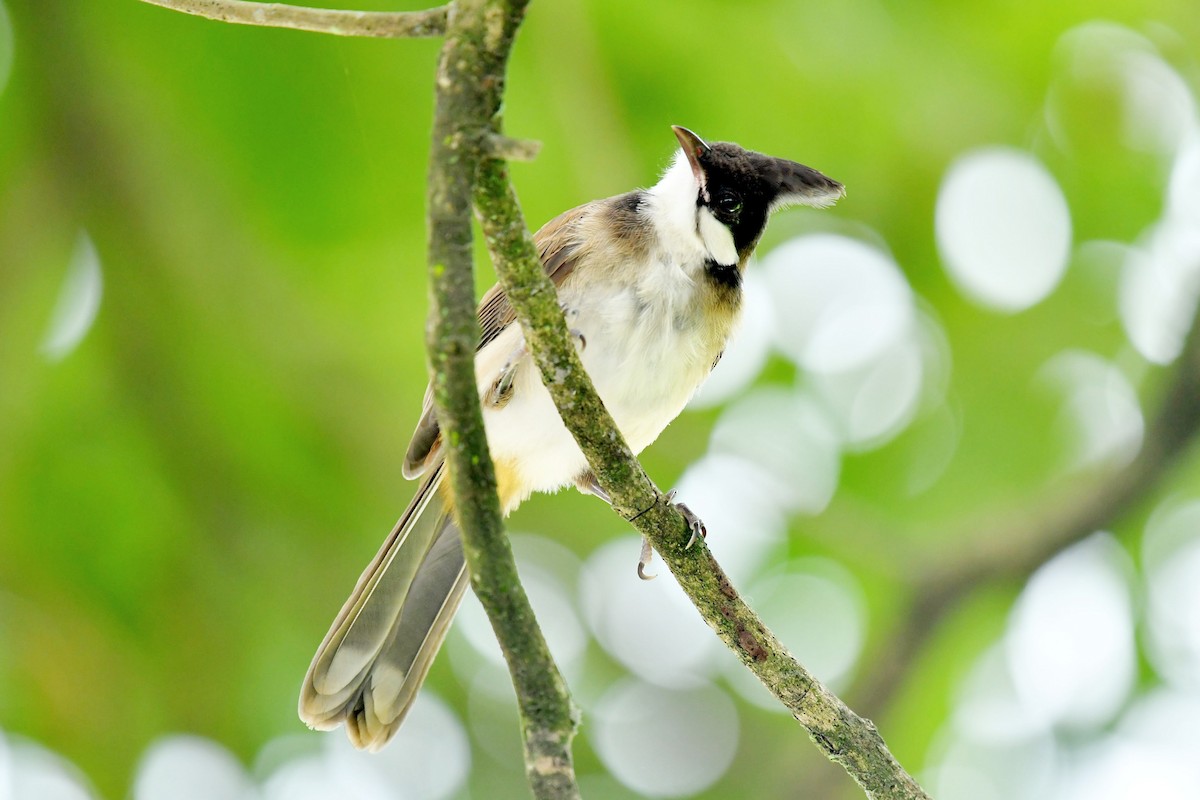 Red-whiskered Bulbul - ML628131062