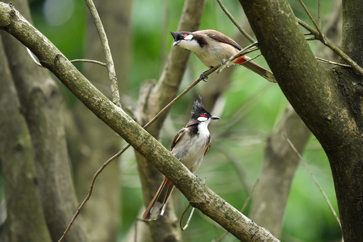 Red-whiskered Bulbul - ML628131063