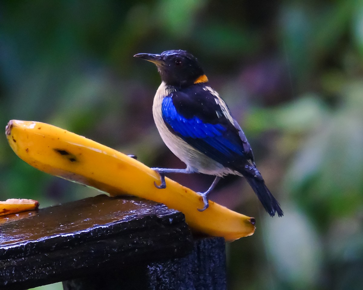 Golden-collared Honeycreeper - ML628131068