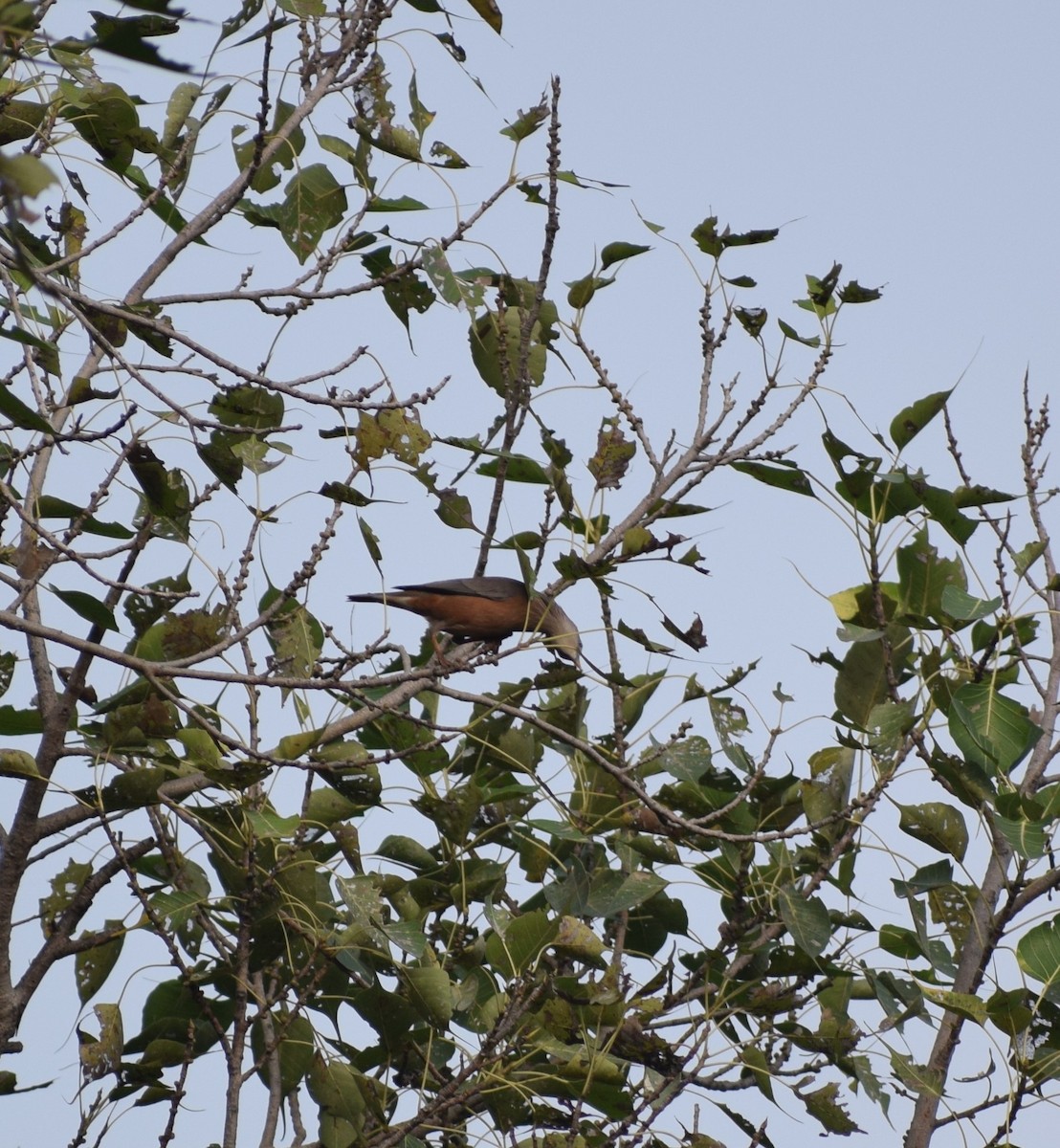 Chestnut-tailed Starling - ML628131070