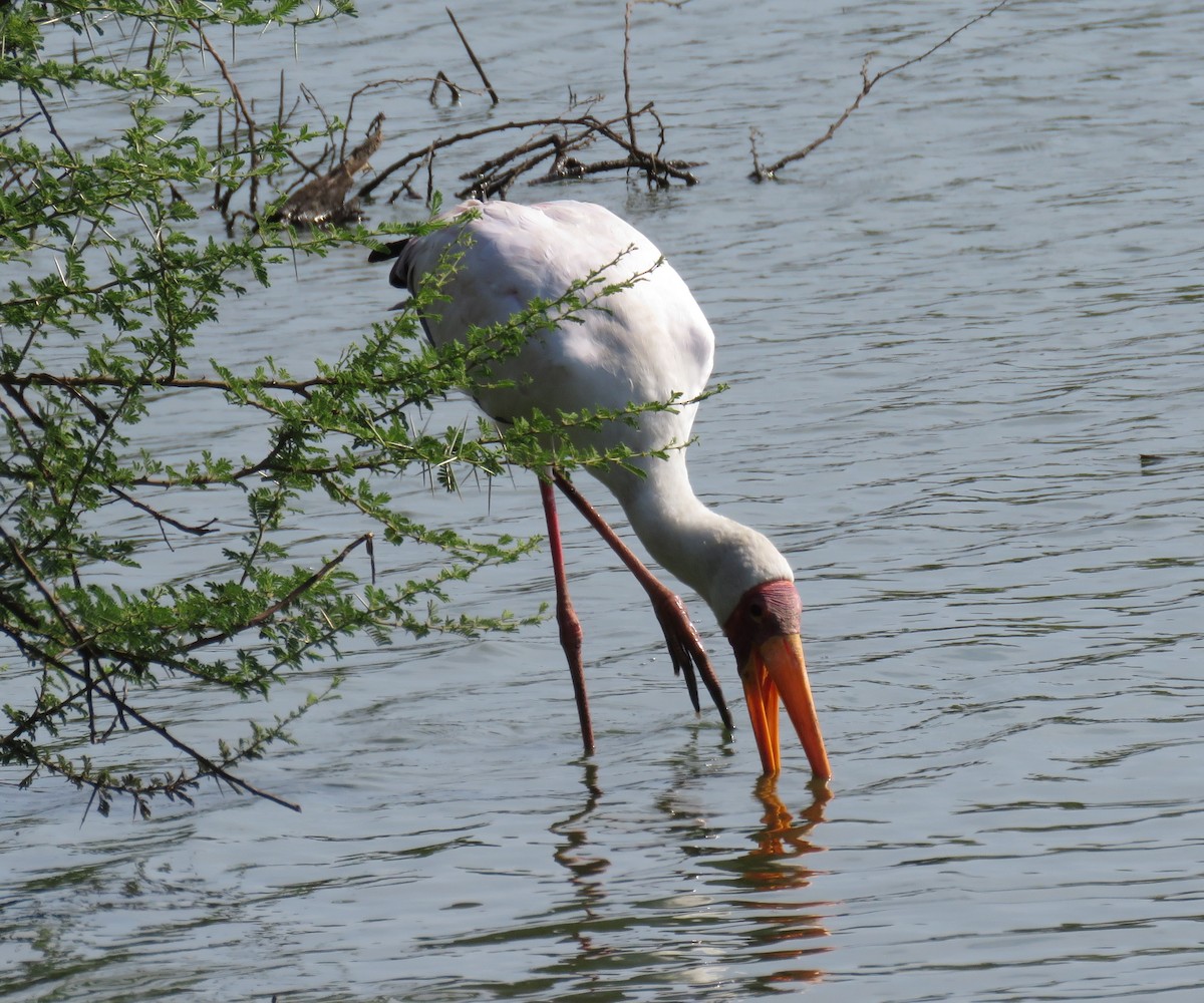 Yellow-billed Stork - ML628131075