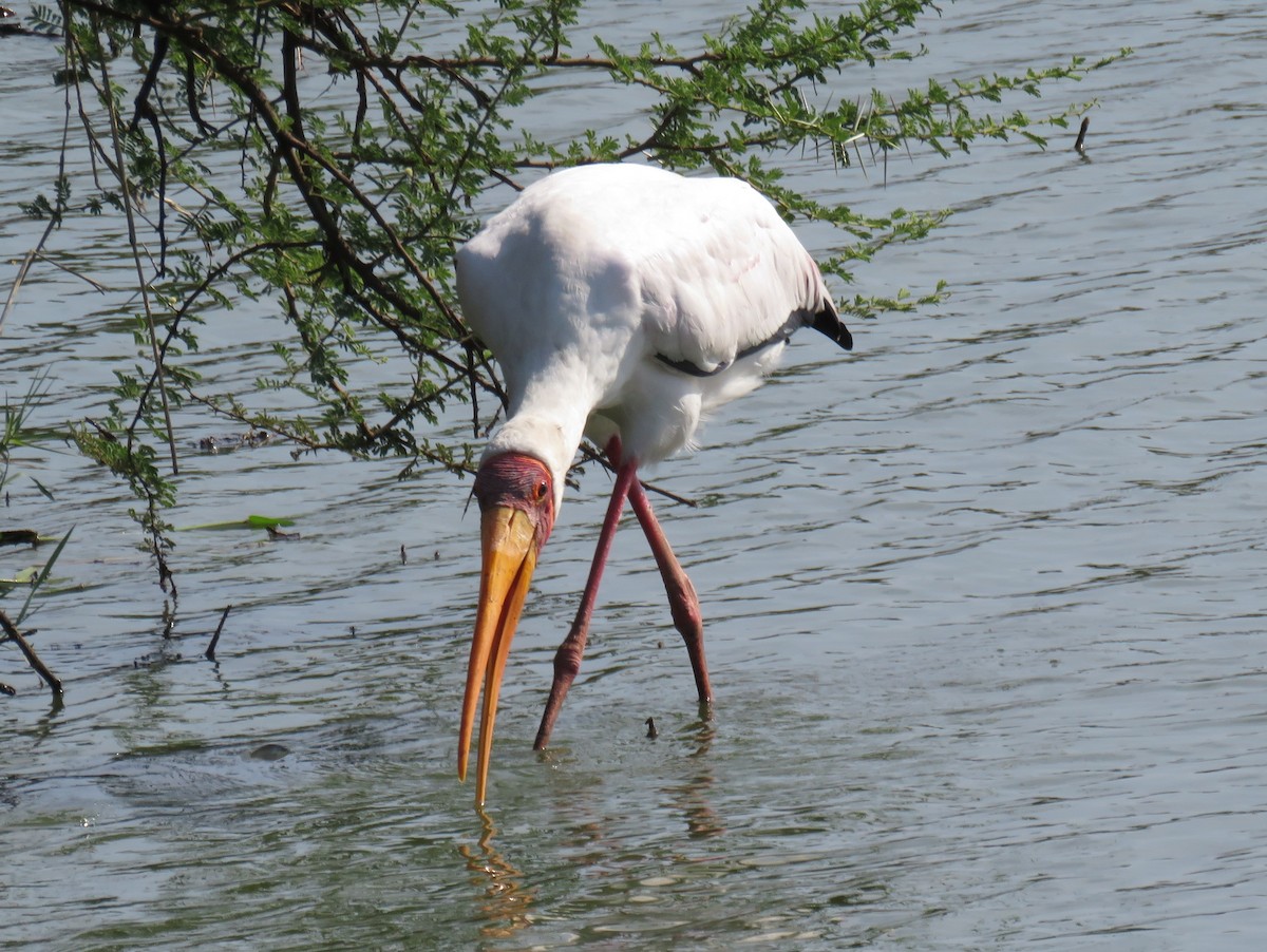 Yellow-billed Stork - ML628131077