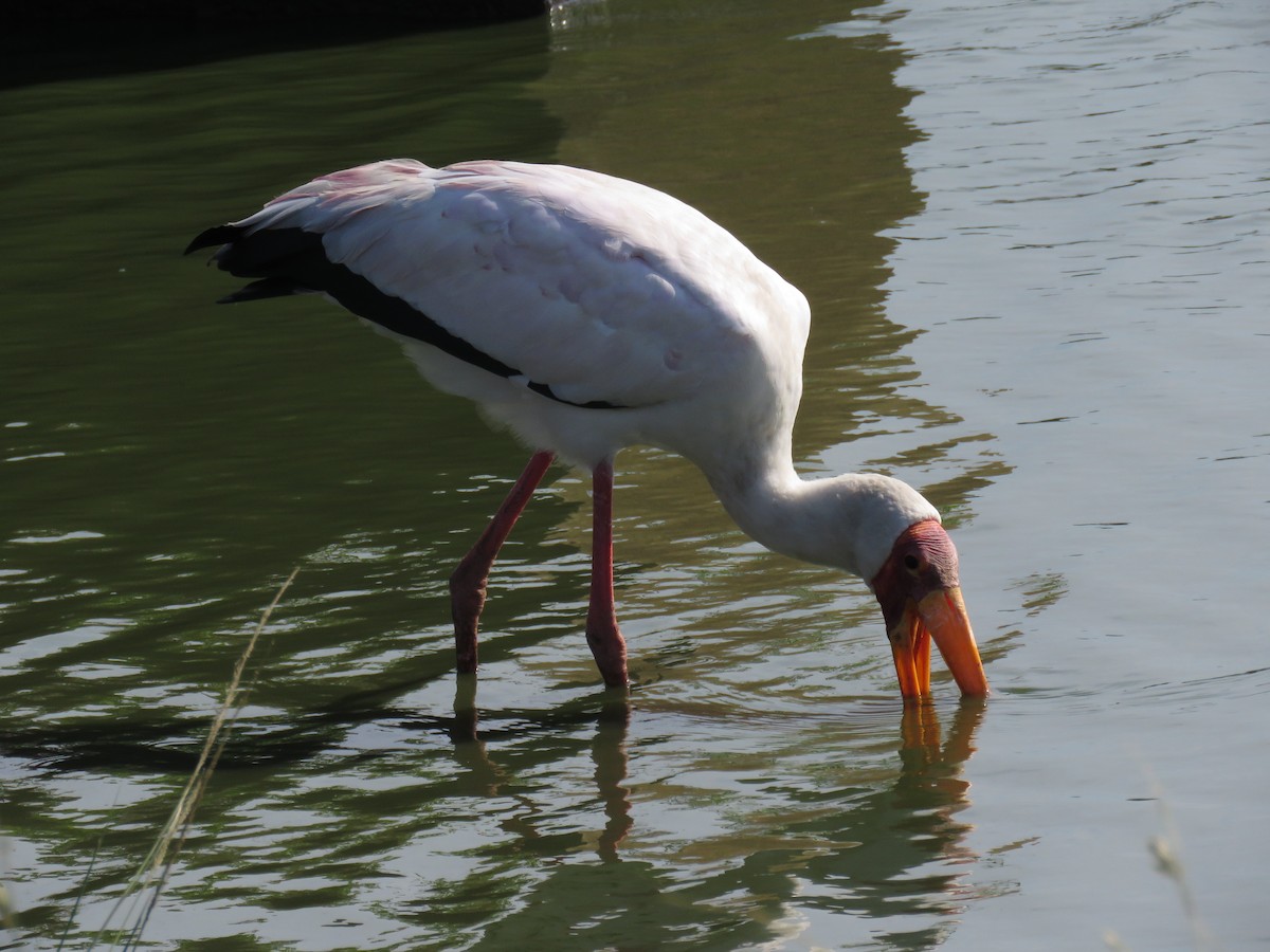 Yellow-billed Stork - ML628131078