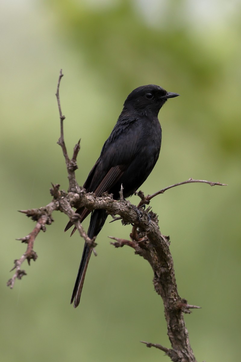 Southern Black-Flycatcher - ML628131081