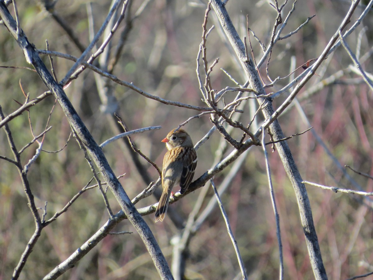 Field Sparrow - ML628131083