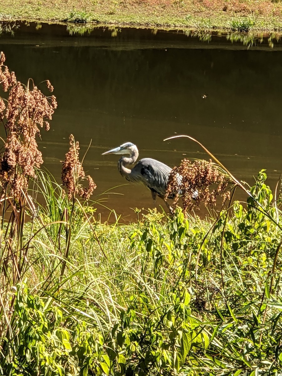 Great Blue Heron - ML628131092