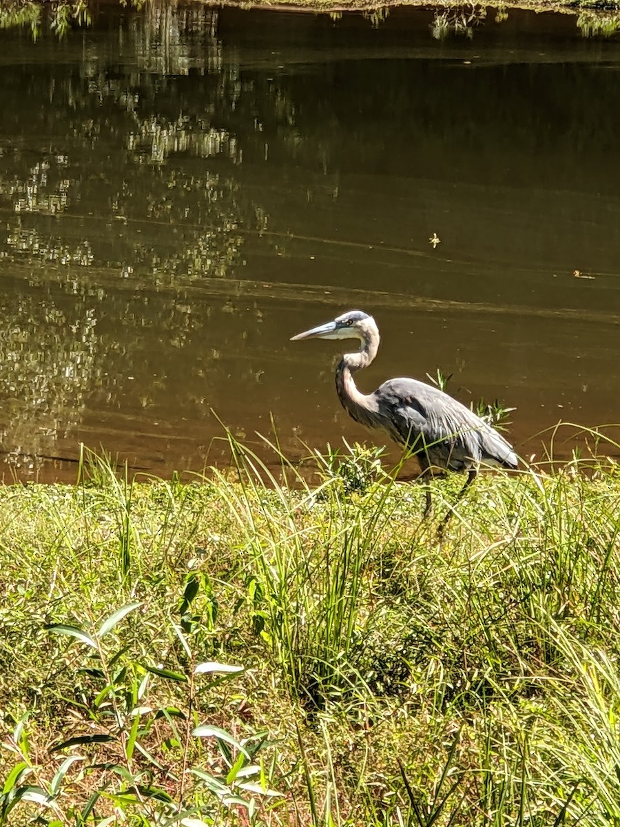 Great Blue Heron - ML628131093