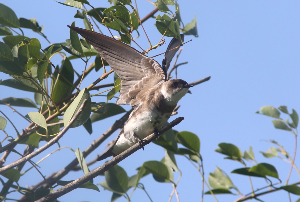 Brown-chested Martin - ML628131098