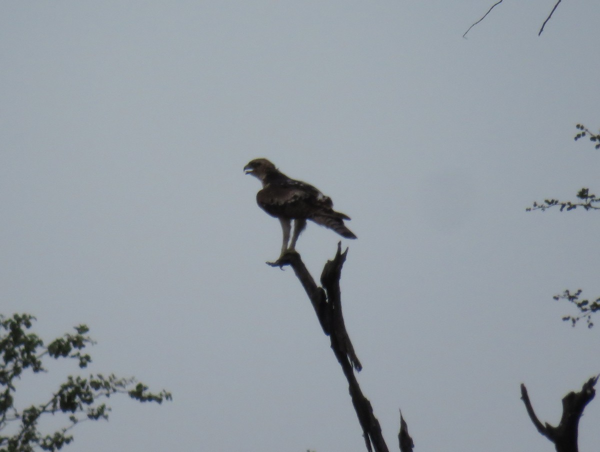 African Hawk-Eagle - ML628131103