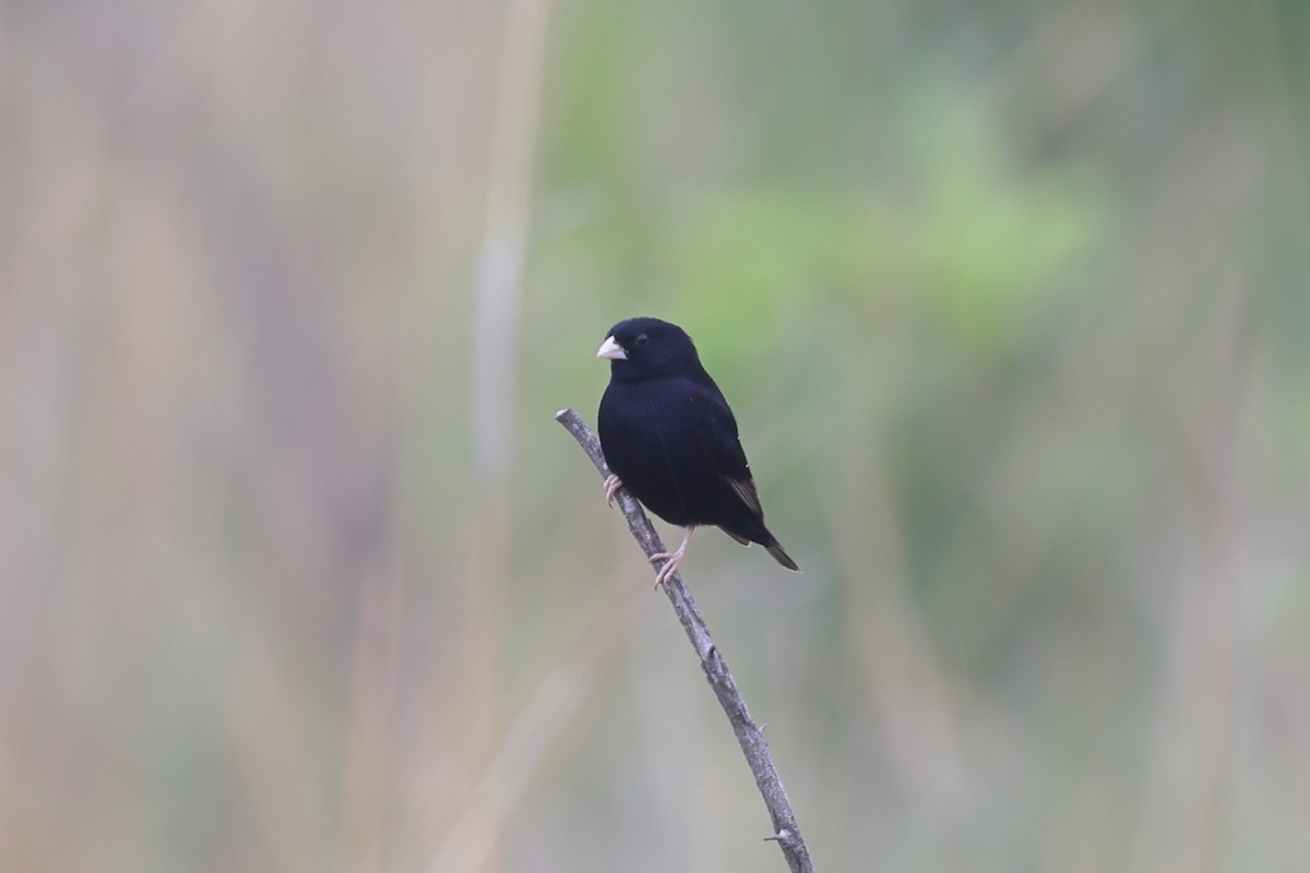 Purple Indigobird - ML628131178