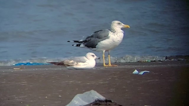 Common Gull - ML628131253