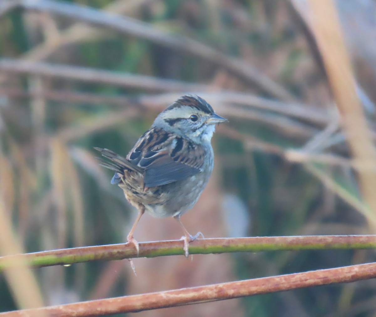 Swamp Sparrow - ML628131341