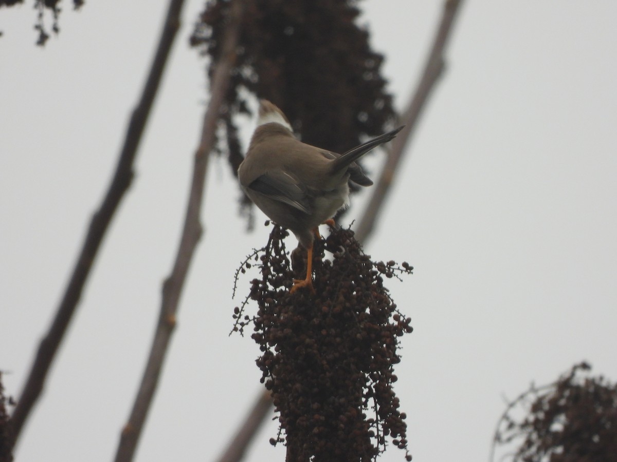 Yuhina Diademada - ML628131402