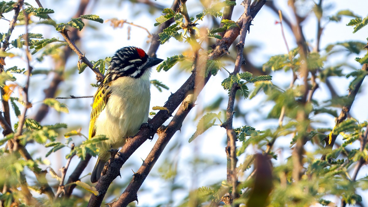 Northern Red-fronted Tinkerbird - ML628131478