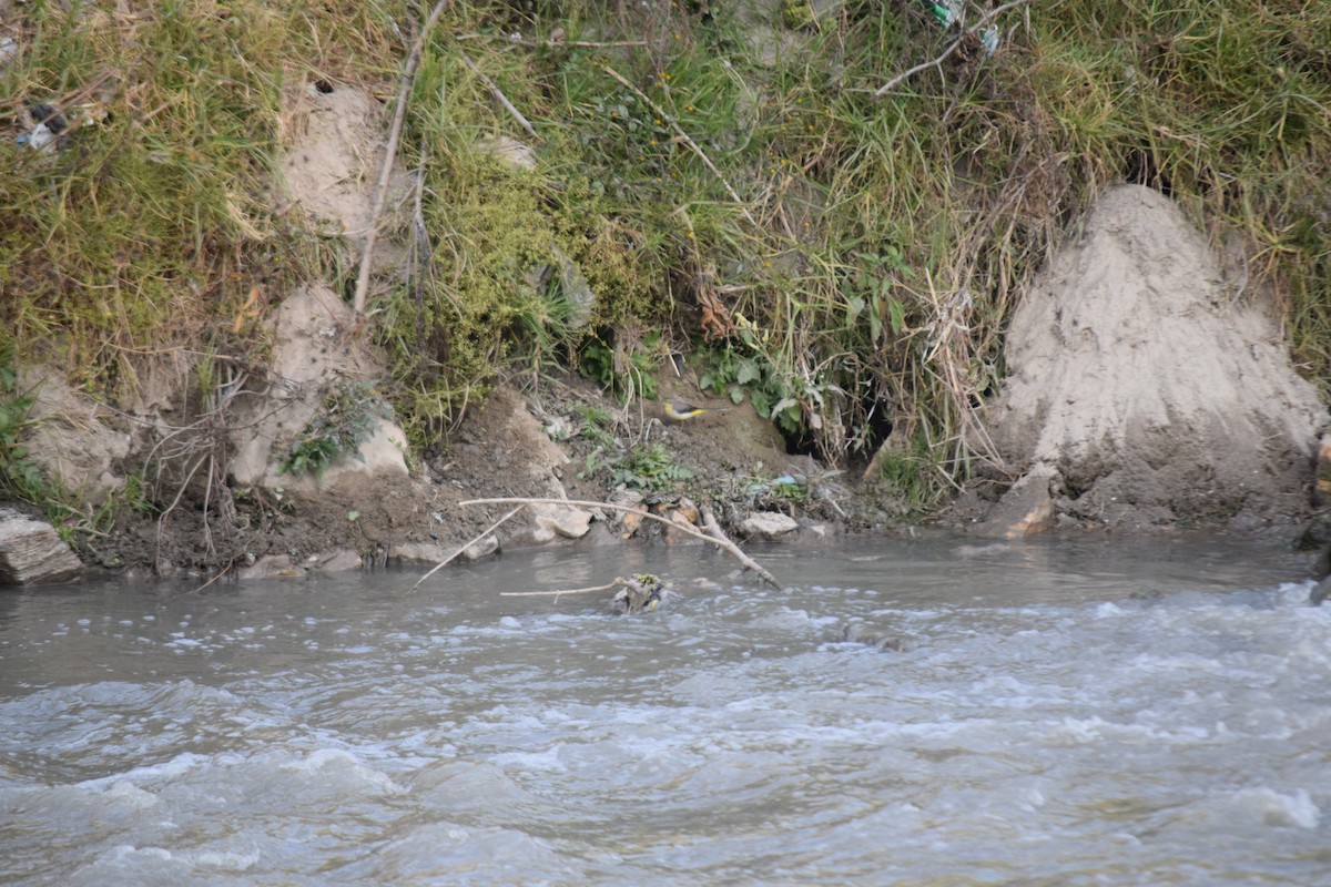 Gray Wagtail - ML628131578