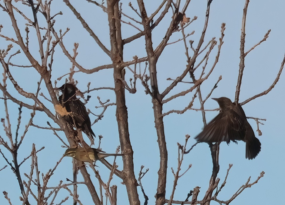 European Starling - ML628131579