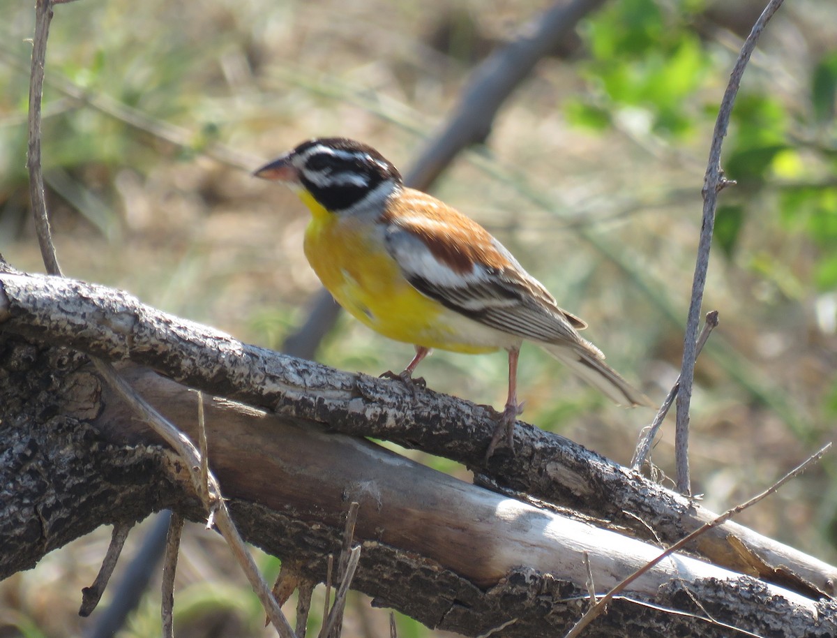 Golden-breasted Bunting - ML628131583