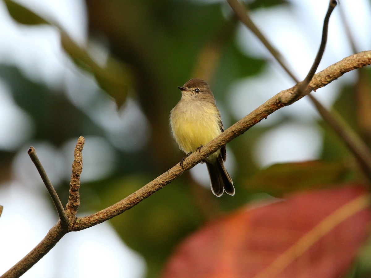 Northern Scrub-Flycatcher - ML628131584