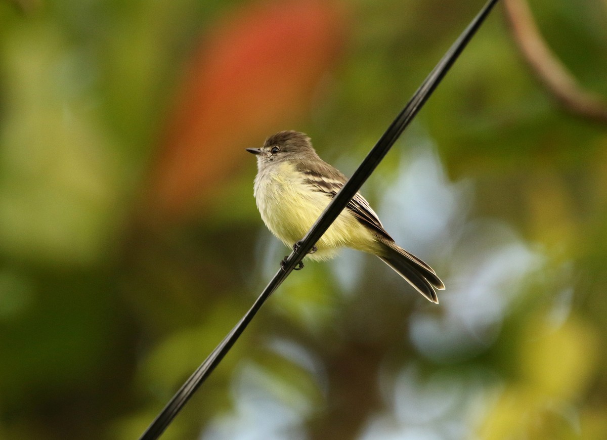 Northern Scrub-Flycatcher - ML628131585