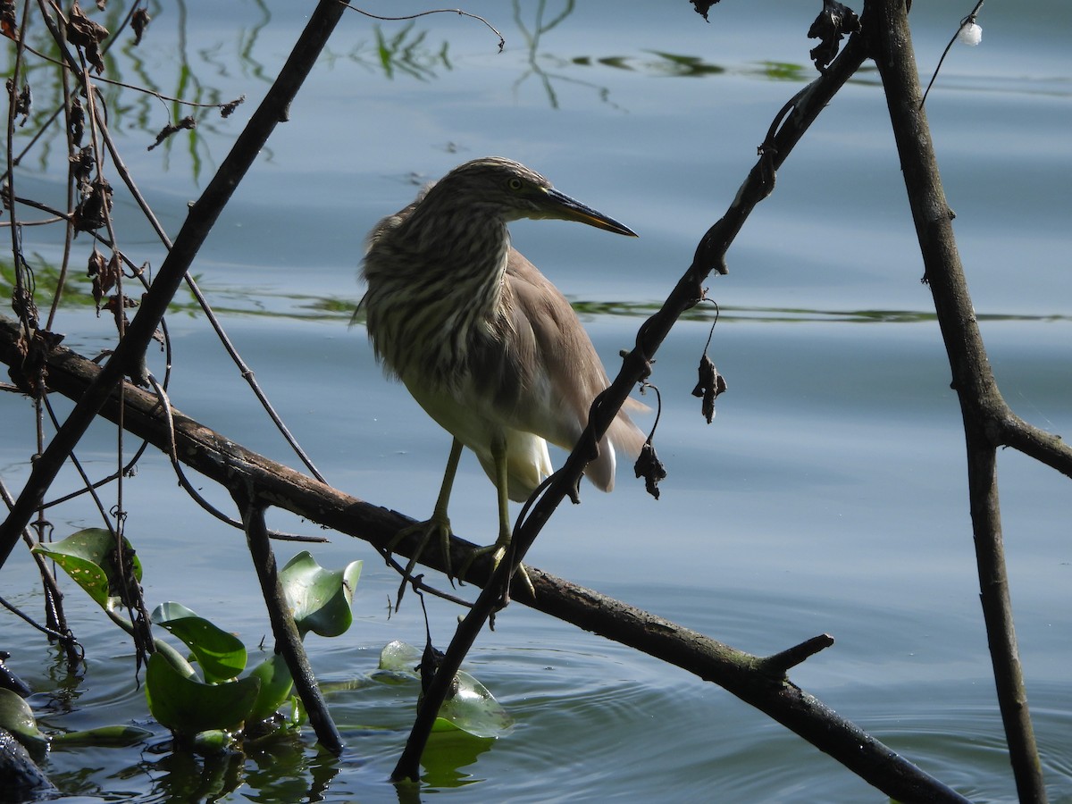 Indian Pond-Heron - ML628131586