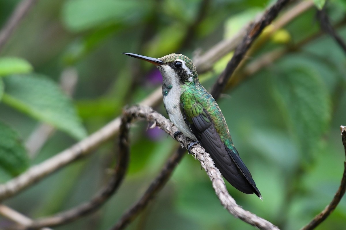 Canivet's Emerald - ML628131587