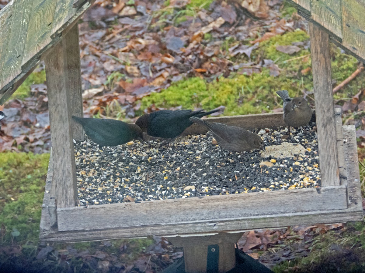 Brown-headed Cowbird - ML628131588