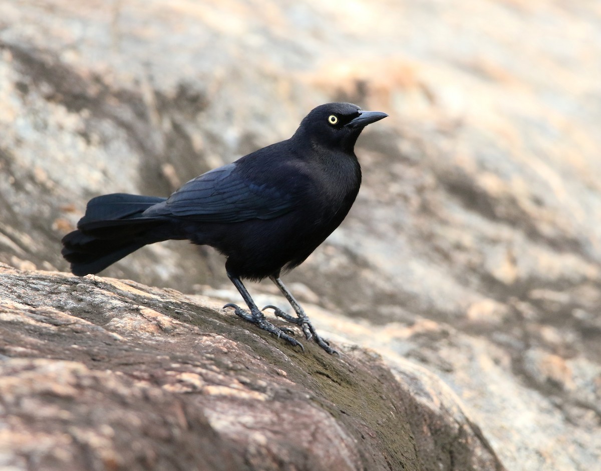 Carib Grackle - ML628131589