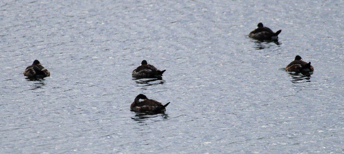 Ruddy Duck - ML628131591