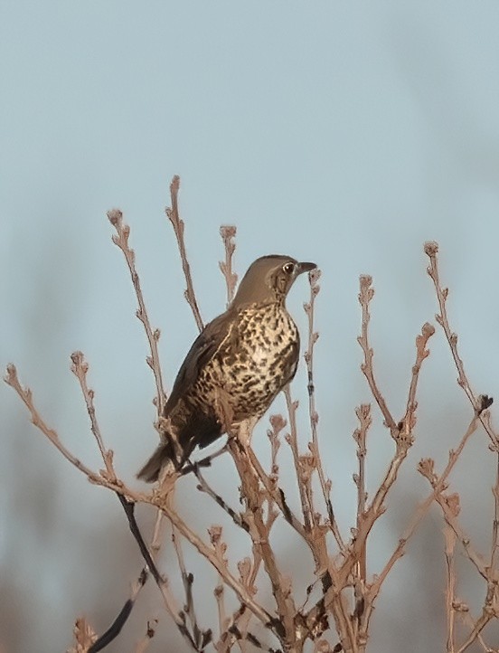 Mistle Thrush - ML628131593