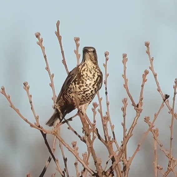 Mistle Thrush - ML628131594