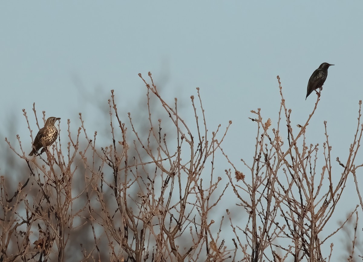 Mistle Thrush - ML628131595