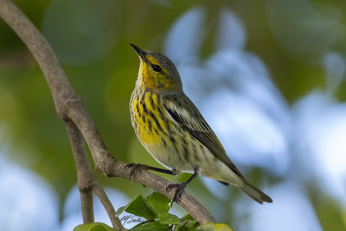 Cape May Warbler - ML628131596