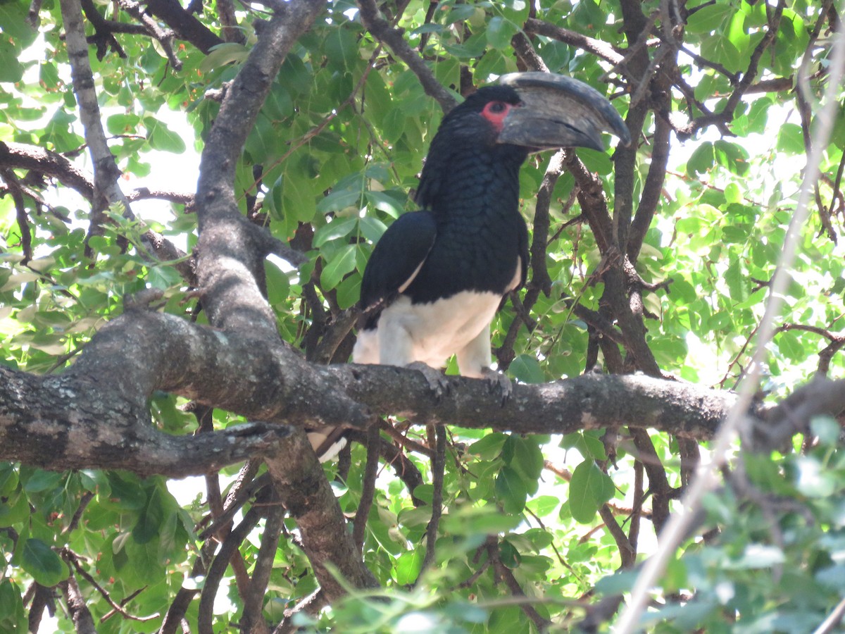 Trumpeter Hornbill - ML628131597