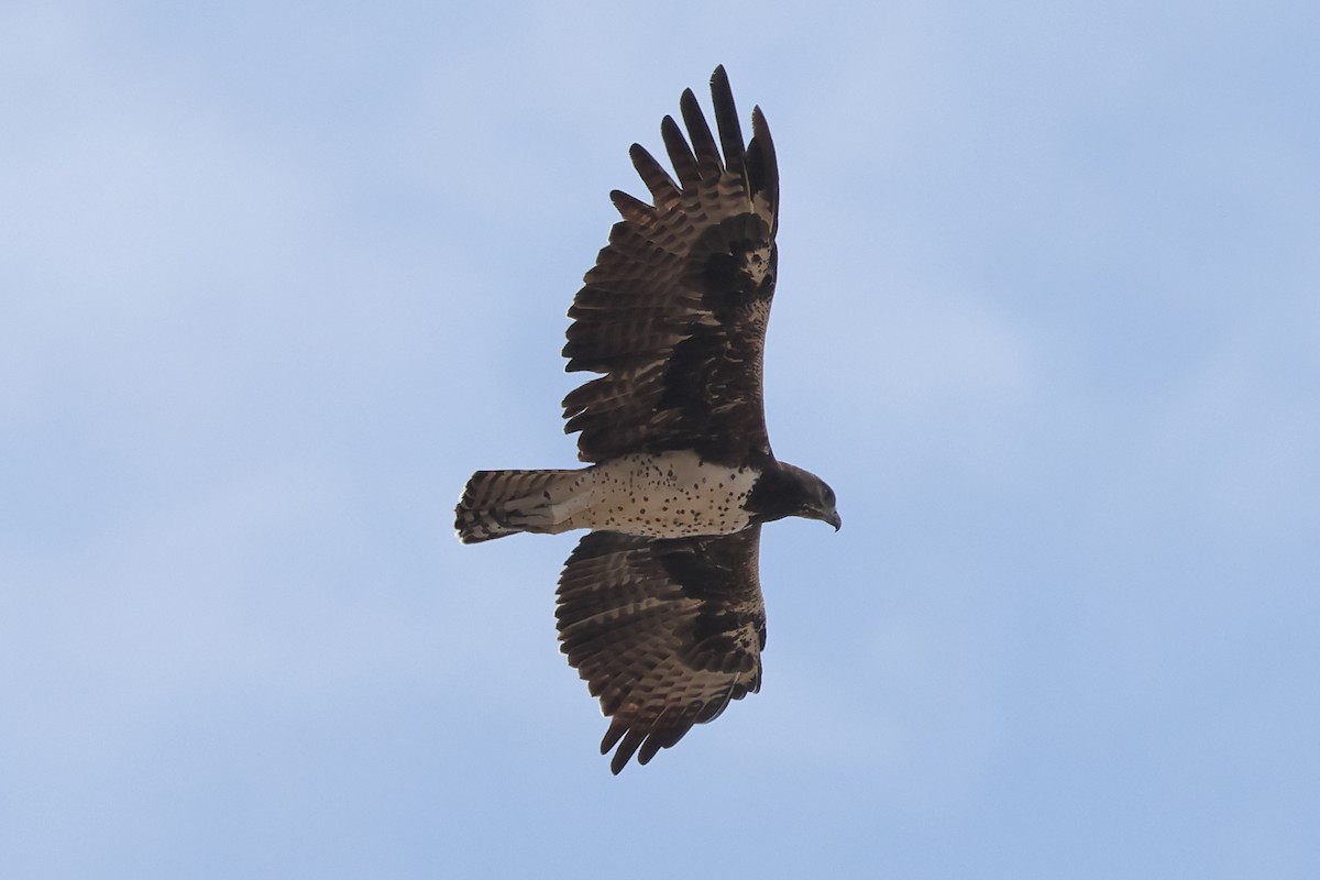 Martial Eagle - ML628131598