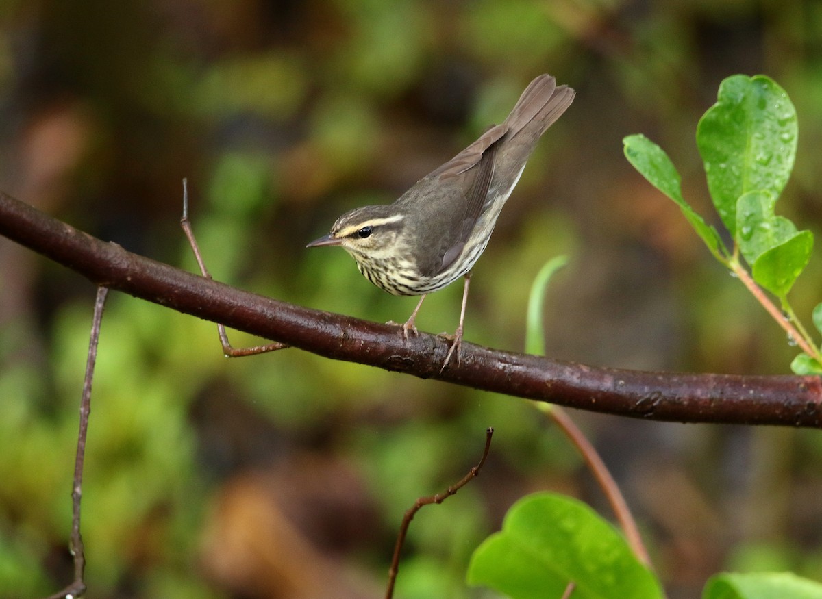 Northern Waterthrush - ML628131599