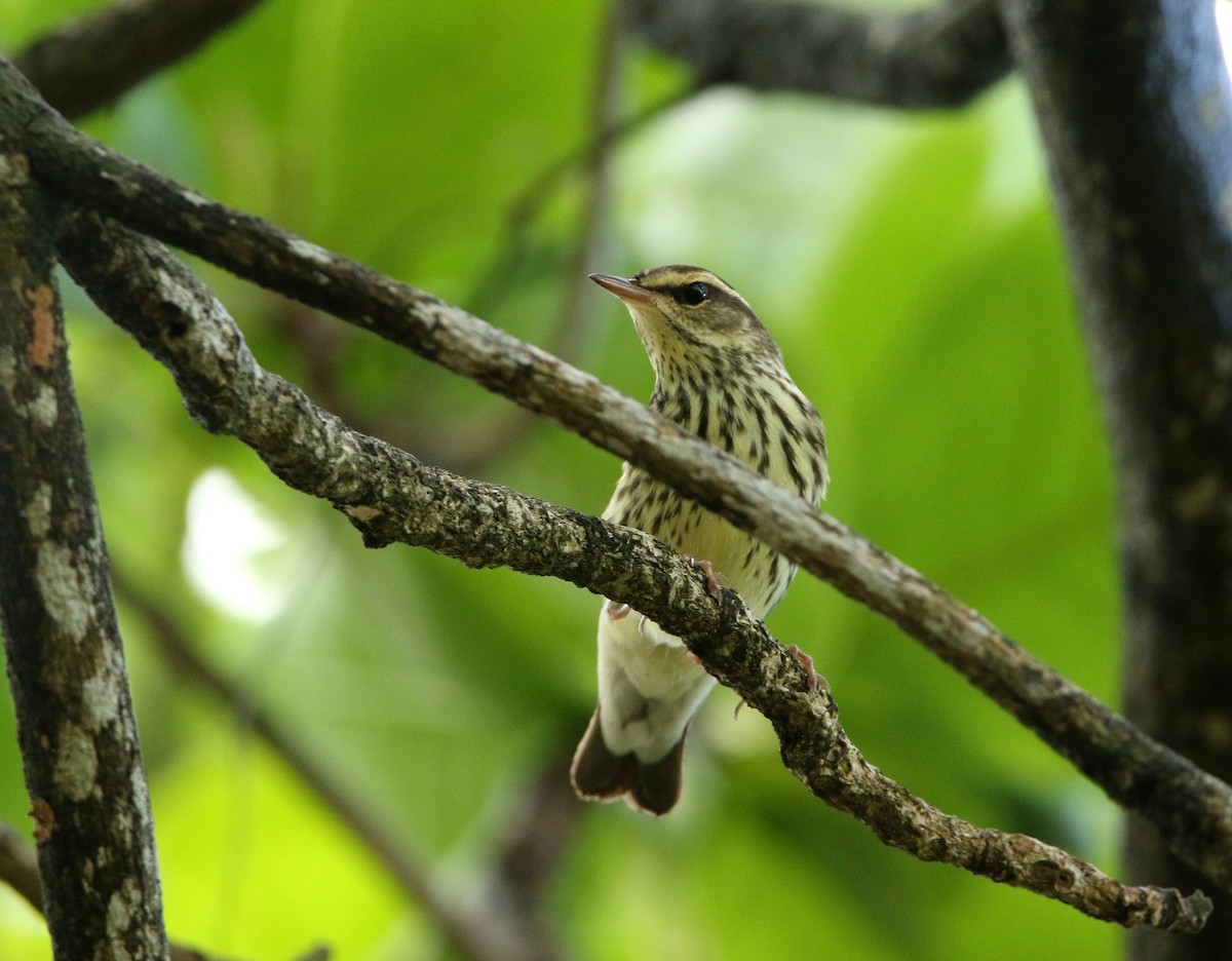 Northern Waterthrush - ML628131600