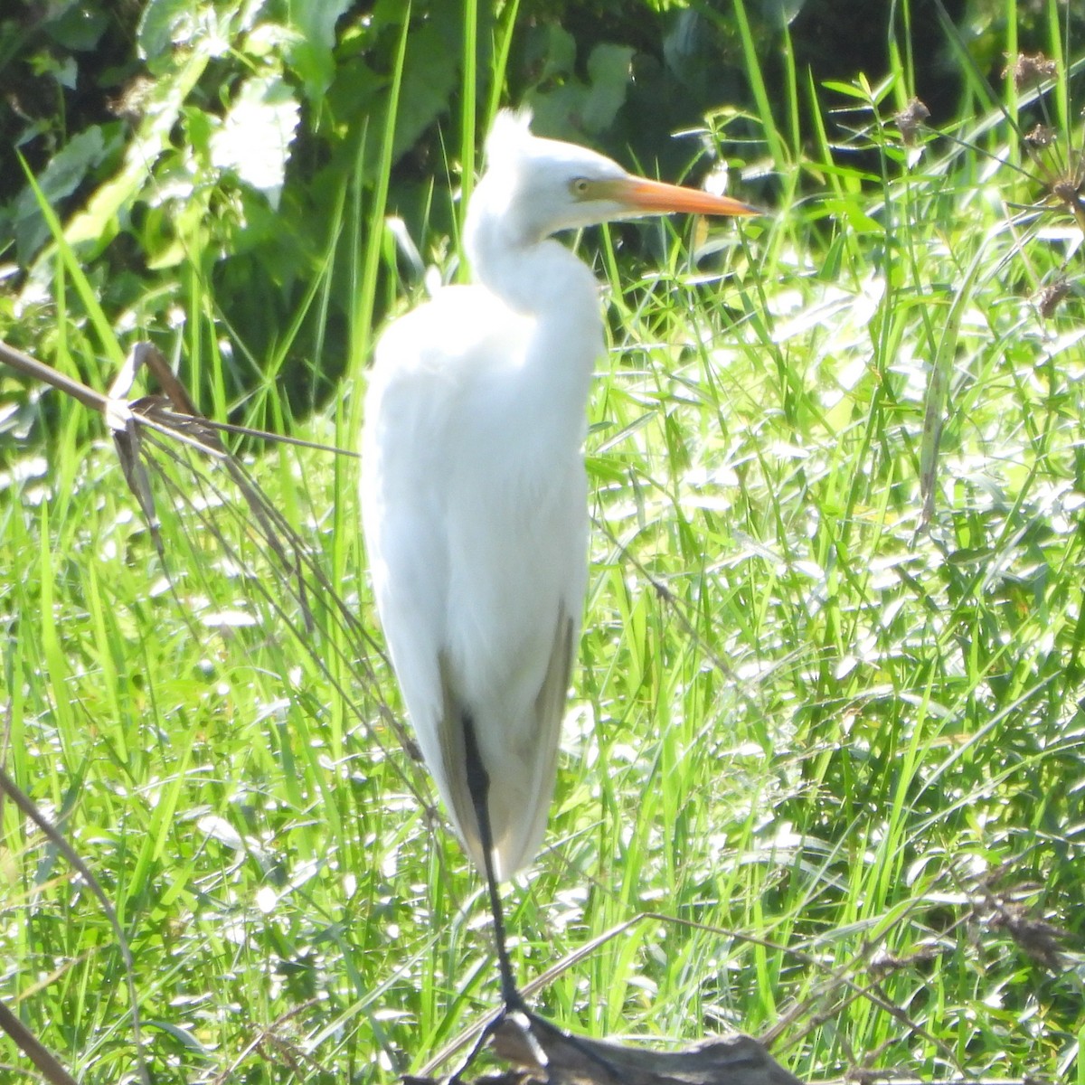 Great Egret - ML628131601