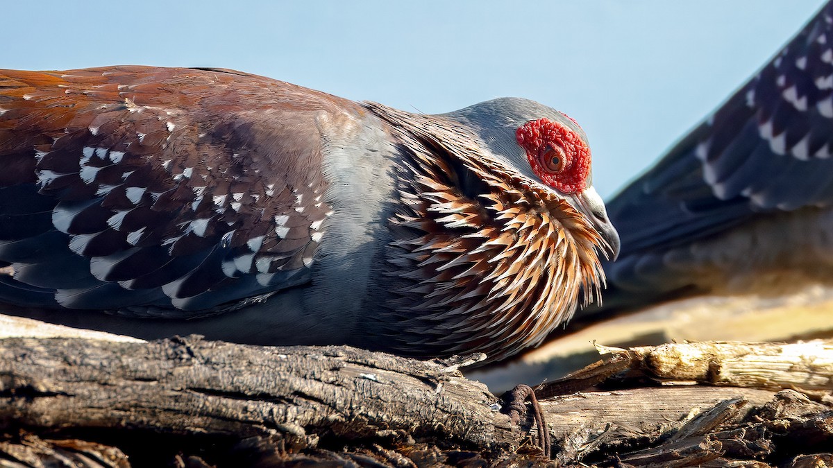 Speckled Pigeon - ML628131602