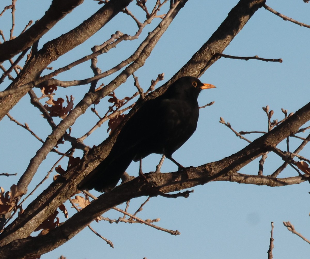 Eurasian Blackbird - ML628131604