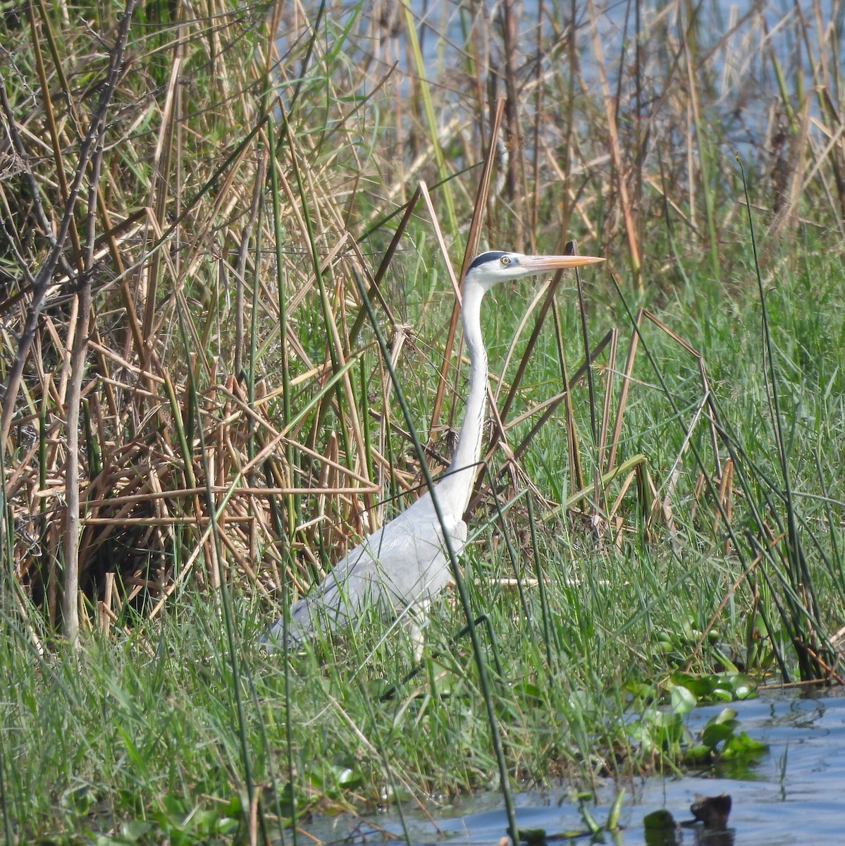 Gray Heron - ML628131608