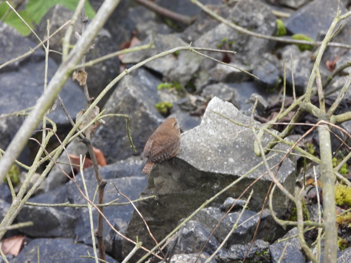 Eurasian Wren - ML628131610