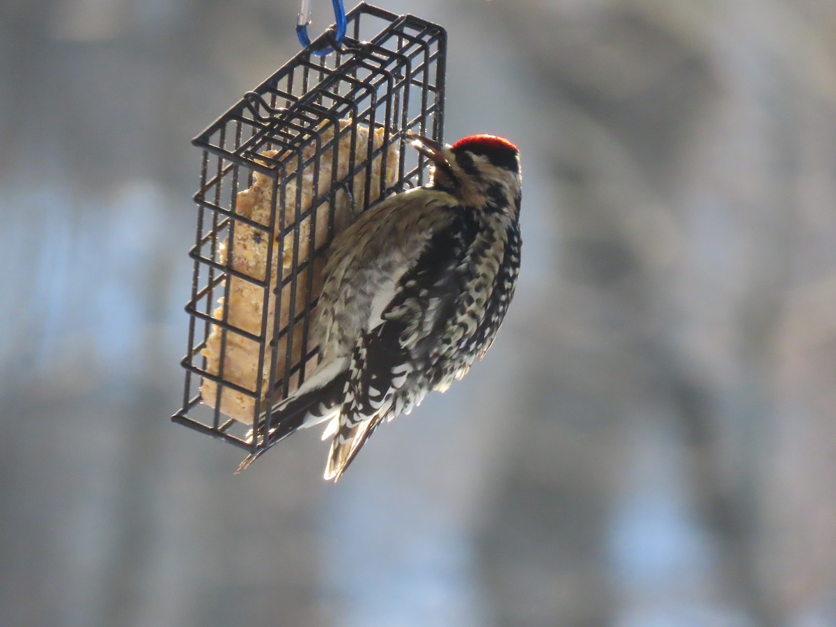 Yellow-bellied Sapsucker - ML628131612